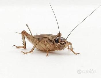 Acheta domestica, tenebrio molitor