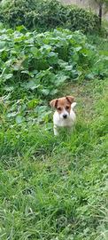 Cucciole Jack Russell