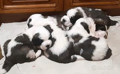 Cuccioli di San Bernardo con pedigree