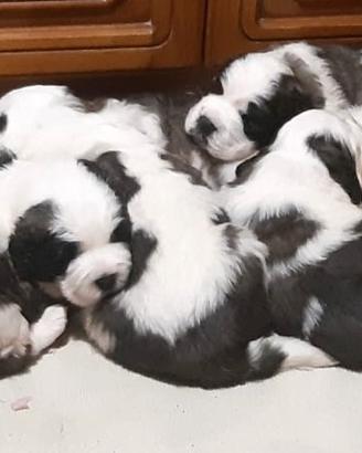 Cuccioli di San Bernardo con pedigree