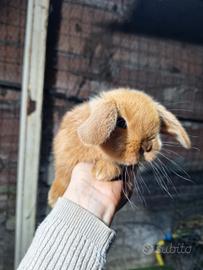 Ariete rosso coniglio nano