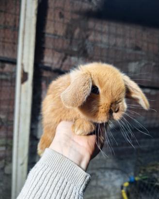 Ariete rosso coniglio nano