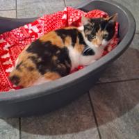 Lulu gattina 4 mesi