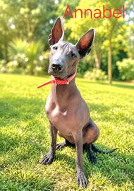 Cuccioli di cane nudo messicano, cane senza pelo