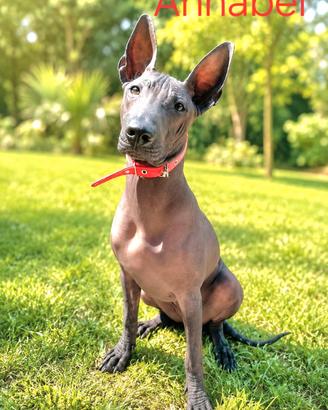 Cuccioli di cane nudo messicano, cane senza pelo