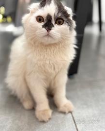 Scottish fold
