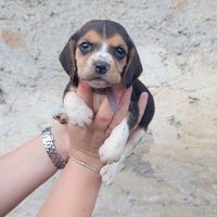 Cuccioli Beagle