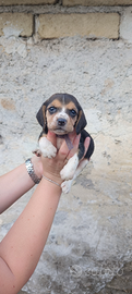 Cuccioli Beagle