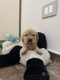 Cucciola di GOLDEN RETRIVER dolcissima