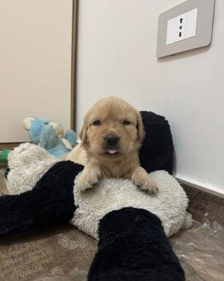 Cucciola di GOLDEN RETRIVER dolcissima