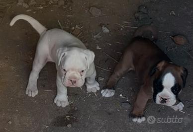 Cuccioli di boxer
