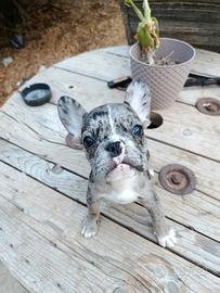 Bulldog francese
