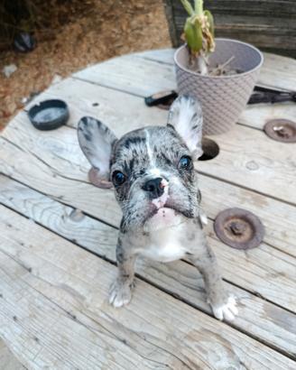 Bulldog francese