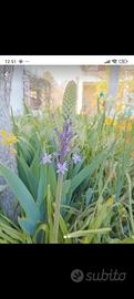  20 bulbi di scilla hyacinthoides 