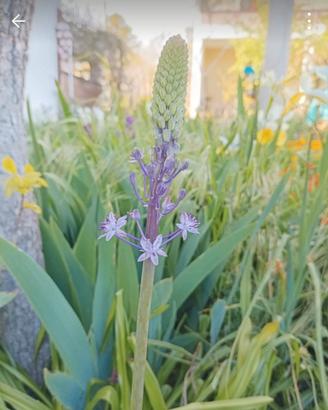  20 bulbi di scilla hyacinthoides 