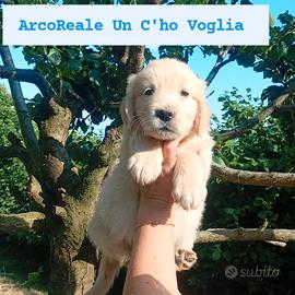 Ultimo cucciolo Golden retriever