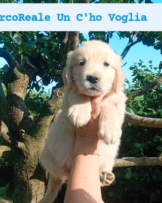 Ultimo cucciolo Golden retriever