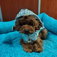 Barboncino Fulvo pedigree Enci