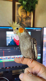 Pappagallo Calopsite allevamento a mano