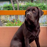 Labrador maschio per accoppiamento