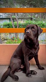 Labrador maschio per accoppiamento