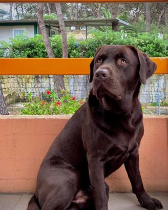 Labrador maschio per accoppiamento