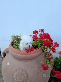 Cucciola di maltese
