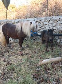 Pony