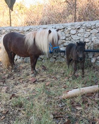 Pony