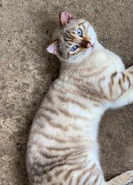 Toyger 'Tigre delle Nevi' razza pura