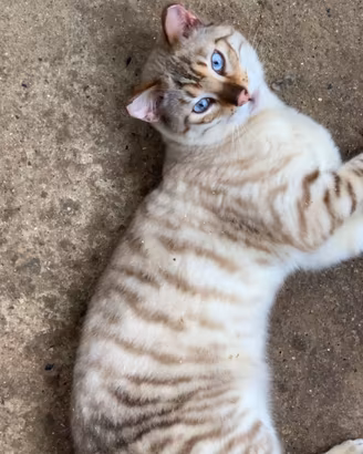 Toyger 'Tigre delle Nevi' razza pura