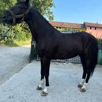 Cavallo trotter del 2010 euro 4000 trattabili