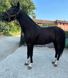 Cavallo trotter del 2010 euro 4000 trattabili