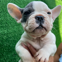 Bulldog