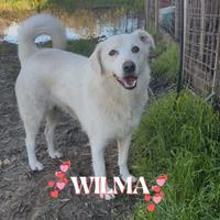 Wilma: dolce, un po' timida e intelligente