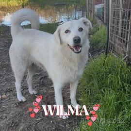 Wilma: dolce, un po' timida e intelligente