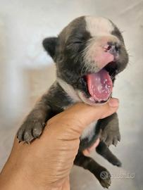 Bulldog francese femmina