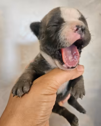 Bulldog francese femmina