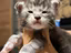 Immagine 5