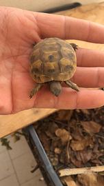 Tartarughe di terra