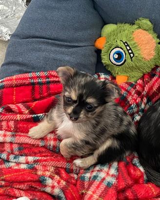 Cucciola Chihuaha Blue Merle