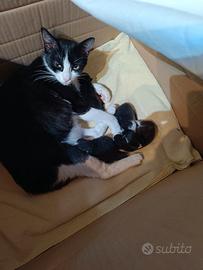 Gattini bianco/neri
