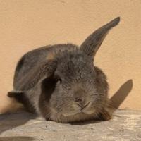 Coniglio nano ariete