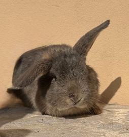Coniglio nano ariete