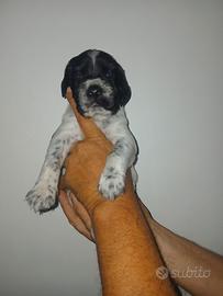 Setter inglese blue belton e blue belton tan