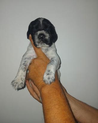 Setter inglese blue belton e blue belton tan