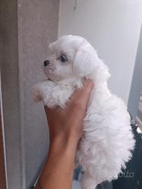 Maltese