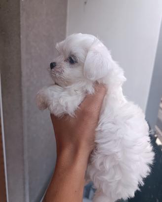 Maltese