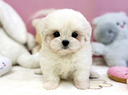 cucciolo-di-maltese