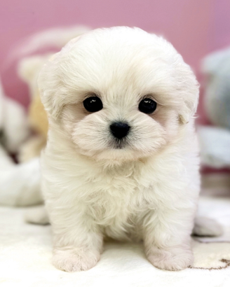 Cucciolo di maltese